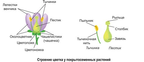 Виды репродукции семенных растений