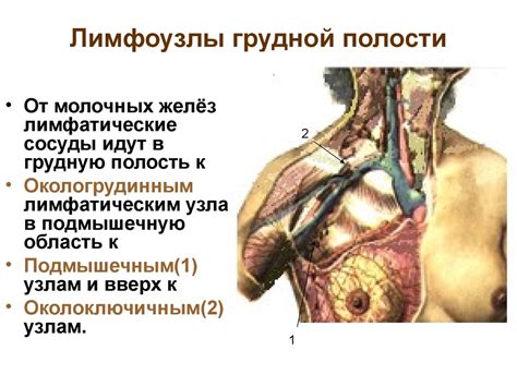 Визуальный осмотр желез лимфатической системы у домашнего питомца