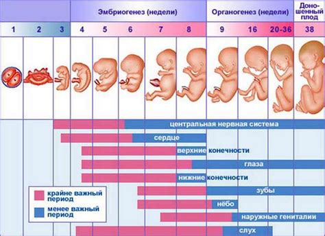 Влияет ли срок беременности на лактацию?