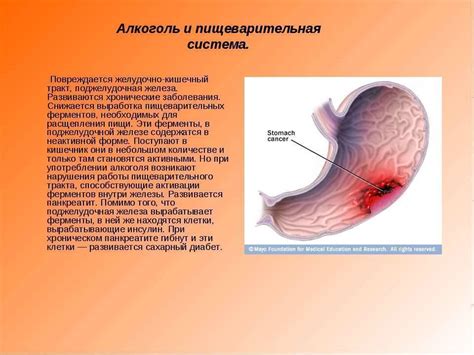 Влияние алкоголя на работу пищеварительной системы и причины возникновения тошноты