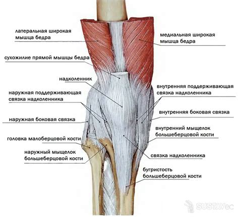 Влияние анатомических особенностей коленного сустава на проявление звукового сопровождения при движении