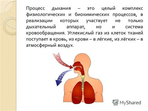 Влияние анатомических особенностей на дыхательный процесс