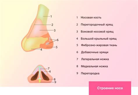 Влияние анатомических особенностей на форму и размер носа