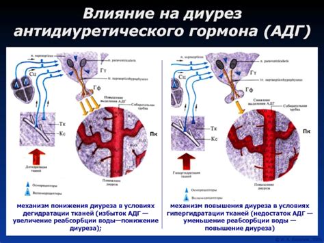 Влияние возрастания концентрации вазопрессорного гормона на регуляцию реабсорбции воды в органах выделения: механизмы и особенности функционирования