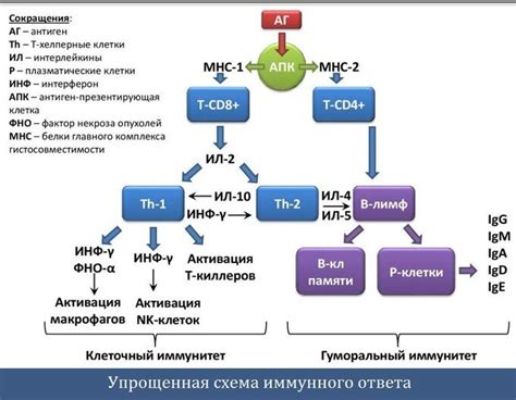 Влияние гомеопатических препаратов на функционирование иммунной системы в период острого заболевания.