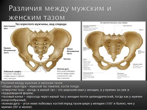 Влияние гормонального баланса на анатомию таза представителей мужского пола