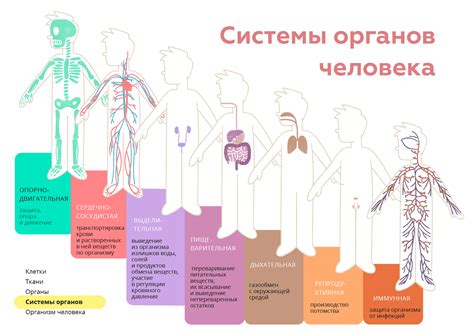 Влияние гормонального баланса на работу внутренних систем организма