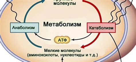 Влияние гуараны на метаболические процессы организма