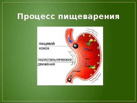 Влияние изюма на пищеварение и обмен веществ