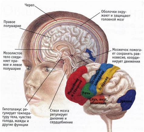 Влияние на функции мозга и психическое состояние