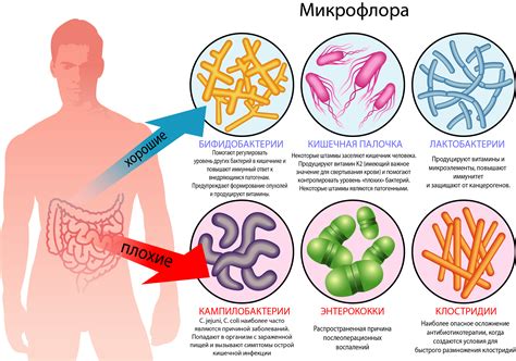 Влияние недостаточного количества определенного микроорганизма в организме человека