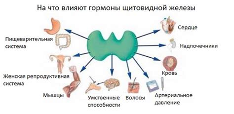 Влияние недостаточного уровня гормонов щитовидной железы на организм
