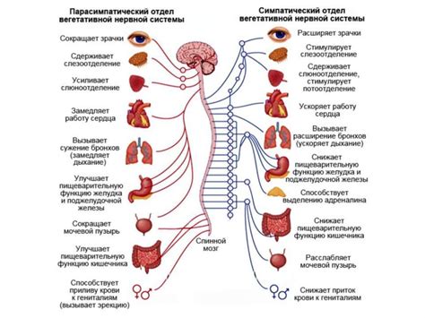 Влияние нервной системы на проявление симптомов