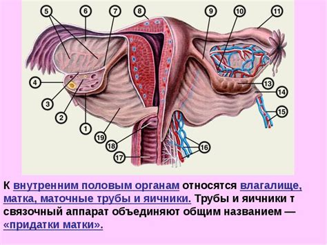 Влияние онлайн моделирования на процесс половой эмансипации у женщин