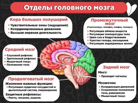 Влияние питания на функции мозга и сохранение когнитивных способностей