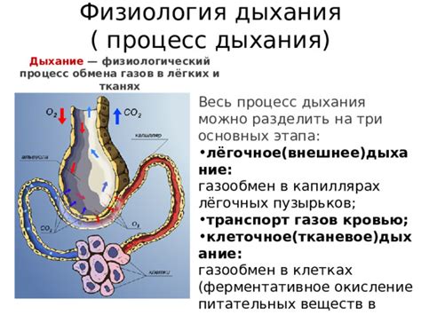 Влияние питательных продуктов на освежение дыхания