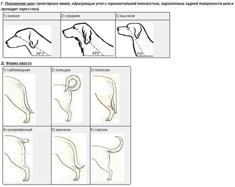 Влияние породы собаки на положение хвоста