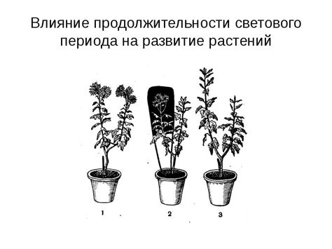 Влияние продолжительности суточного светового периода на стадии роста и урожайность чеснока