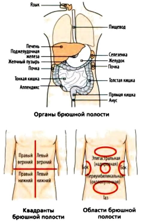 Влияние психоэмоционального напряжения на аккумуляцию жира в области брюшной полости