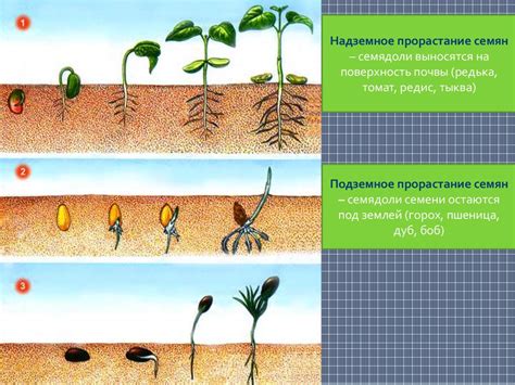 Влияние различных факторов на процесс развития растений в игровом мире