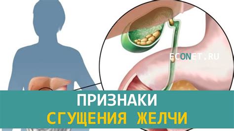 Влияние сгущения желчи на функционирование печени