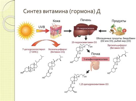 Влияние солнечных лучей на синтез витамина-D3 в организме