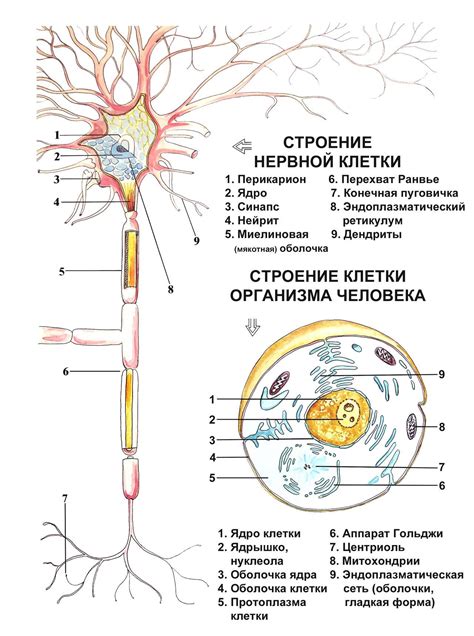 Влияние утраты последней нервной клетки на реакцию на стрессовые ситуации и появление психических расстройств