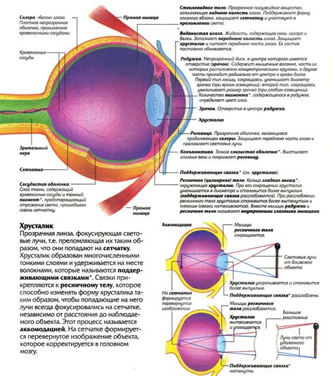 Влияние физиологии глазного аппарата и функционирования мозга на ощущение присутствия