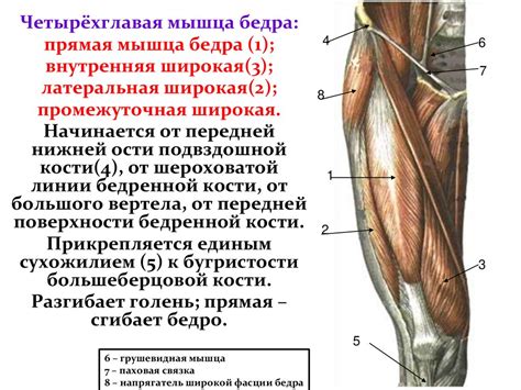 Влияние физической нагрузки на мышцы нижних конечностей: механизм возникновения боли