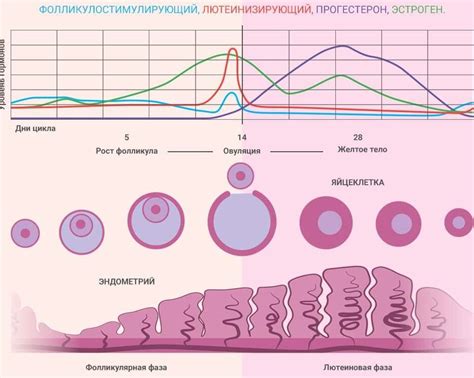 Влияние фолликула на процесс овуляции