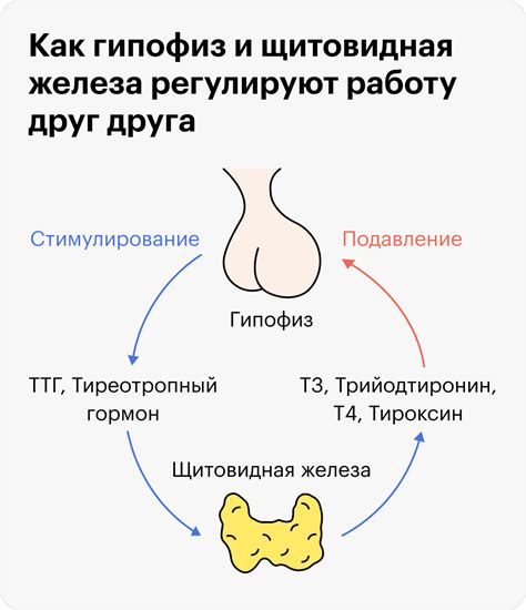 Влияние функционирования щитовидной железы под воздействием ТТГ