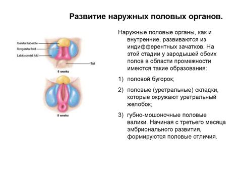 Внешние изменения внешних половых органов