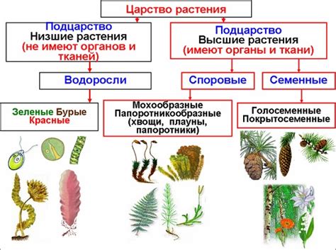 Внешние особенности и структура древесных растений