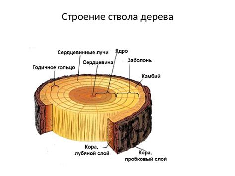 Внешний вид коры и структура ствола