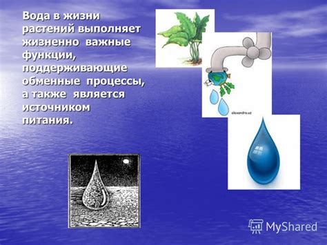 Вода и необходимые элементы: важные компоненты питания растений