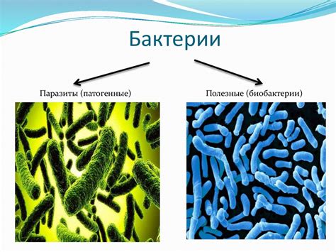 Воздействие комплексного пиобактериофага на бактерии