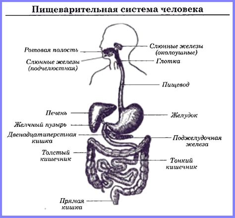 Воздействие на работу пищеварительной системы