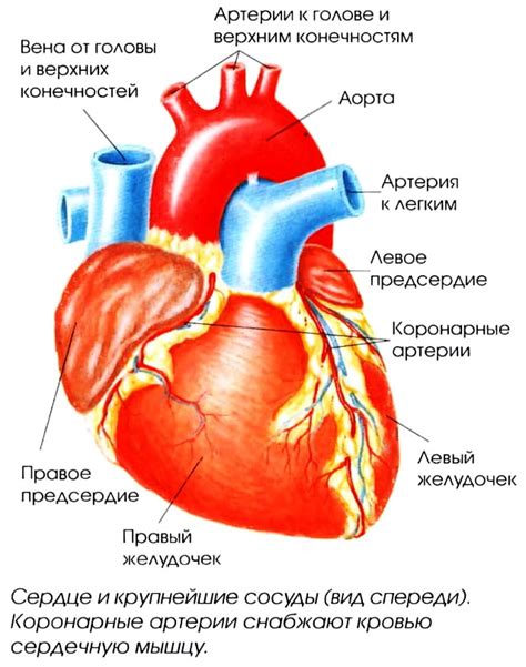 Воздействие на сердце и сосуды