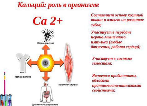 Воздействие паратгормона на содержание кальция в крови