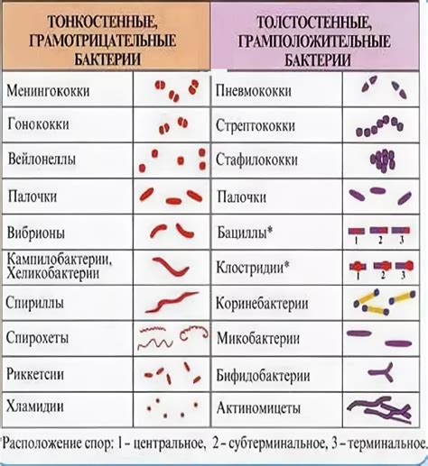 Воздействие поливалентного пиобактериофага на разнообразные бактерии