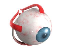 Возможности физиотерапии в восстановлении функциональности глаз
