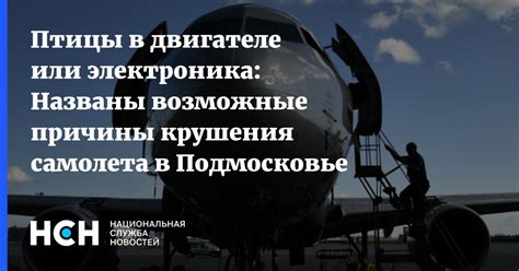 Возможные последствия встречи птицы с автомашиной