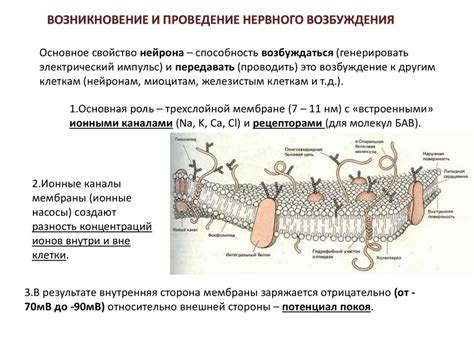 Возникновение импульсов нервных клеток при воздействии на шишки тряски