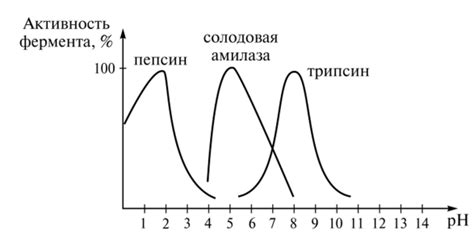 Возраст и пол как факторы изменения уровня: влияние биологических характеристик на активность фермента