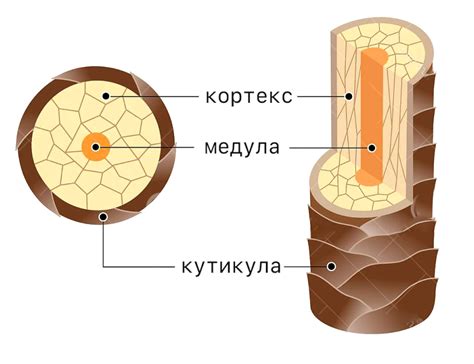 Волосы и их строение: влияние структуры на форму и текстуру волос