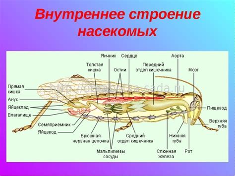 Восприятие ароматов у насекомых