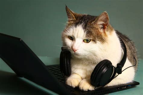 Восприятие звуков: как кошки реагируют на окружающий звуковой мир