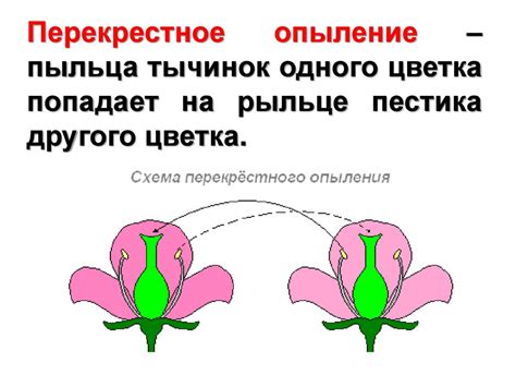 Вредители, влияющие на опыление и плодоношение