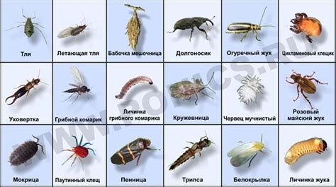 Вредители сада: улитки и овощные культуры