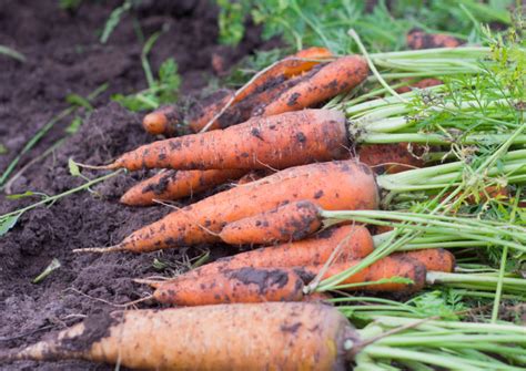 Выбор вида моркови и подготовка семян